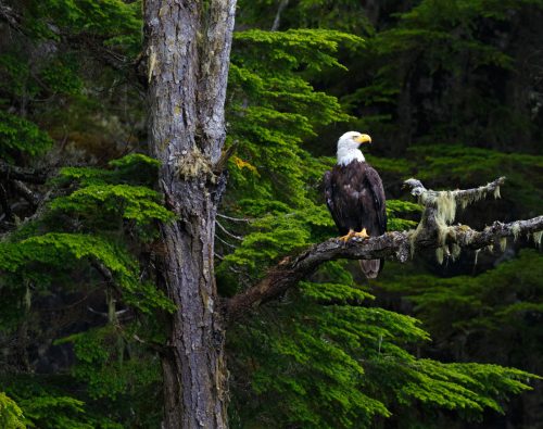 Bald eagle sitting on a branch in lush green forest.