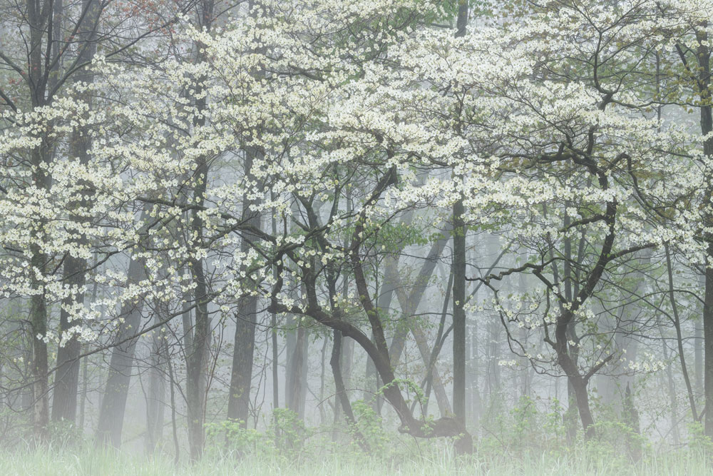 Forest of dogwood trees in bloom