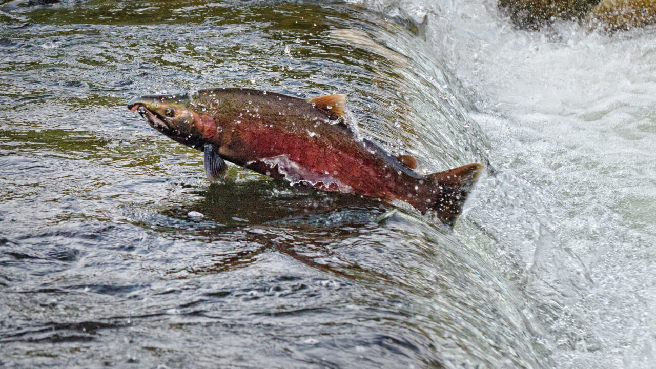 Chum Salmon going up stream in Qualicum, British Columbia, Canada