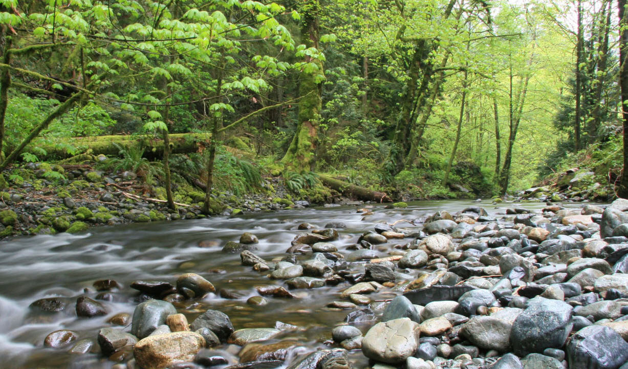 River in forest
